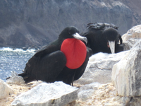 Ascension_Island-Frigate_bird A black bird with a red spot on its chest called a frigate bird perching on some rocks