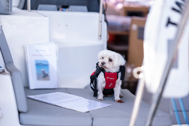 small white dog in lifevest of a sailing vessel with paperwork
