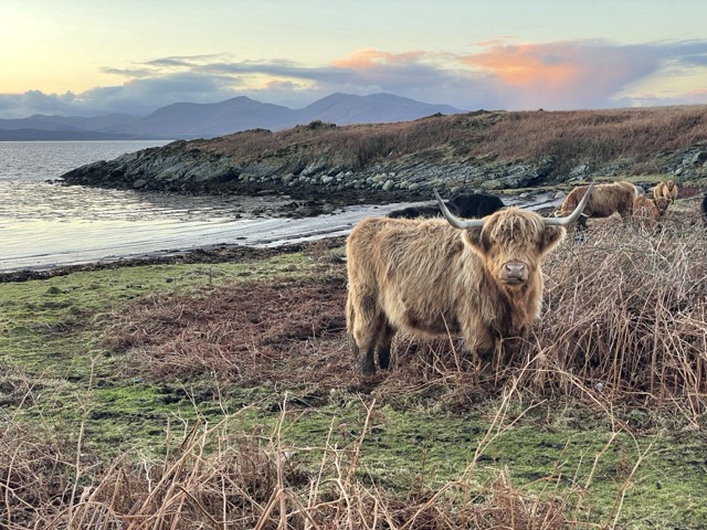 Sunset view over a field with a brown highland cow